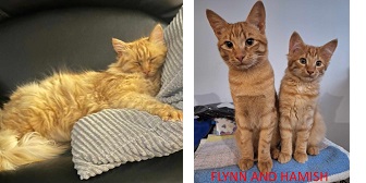 Hamish, Flynn & Hamish, homed via Cat Chat