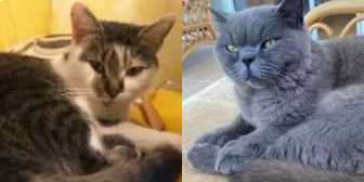 Heaven & Archie, from Feline Network Cat Rescue, Paignton, homed through Cat Chat