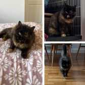 Isabelle, from CRG Animal Rescue, Leicester homed through Cat Chat