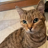 Miss Tiggs, from Mitzi's Kitty Corner, homed through Cat Chat