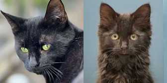 Oxana & Odin, from Bushy Tail Cat Aid, Watford, homed through Cat Chat