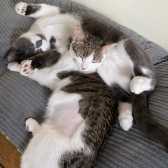Padraig and Niamh, from 8 Lives Cat Rescue, Sheffield, homed through Cat Chat
