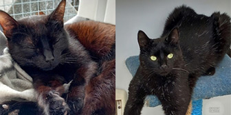 Jasmine & Jasper from Crescent Cat Rescue, homed through Cat Chat