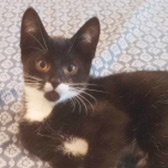 Myrtie, from Precious Paws, Rickmansworth homed through Cat Chat