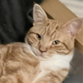 Norris, from Consett Cat Rescue, Consett homed through Cat Chat