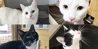 Pebbles, Clive, Milky & Marco from All For The Love of Paws Rescue, homed through Cat Chat