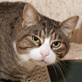 Rhea, from Feline Friends, Winchester homed through Cat Chat