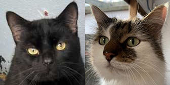 Salem & Twinkle from Maesteg Animal Welfare Society, homed through Cat Chat