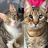 Seth & Sidney from Bushy Tail Cat Aid, homed through Cat Chat