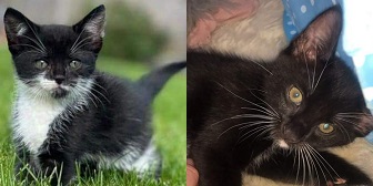 Stanley & Jacob from Caring Animal Rescue, homed through Cat Chat