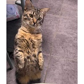 Basil from Save A Stray, homed through Cat Chat