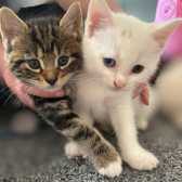 Ilex & Kasper, from Save a Stray, Sheffield, homed through Cat Chat