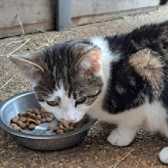 Lola, from Maesteg Animal Welfare Society, Bridgend homed through Cat Chat