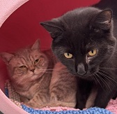 Salt & Pepper from Maesteg Animal Welfare Society, Bridgend, homed through Cat Chat