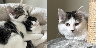 Cadhla, Clover & Claudia from 8 Lives Cat Rescue, homed through Cat Chat