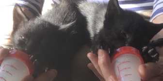 Nolan & Skippy, from  Maesteg Animal Welfare Society, Bridgend, homed through Cat Chat