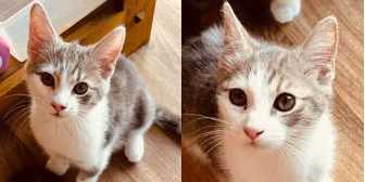 Silver siblings, from Caring Animal Rescue, Stafford, homed through Cat Chat