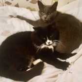 Bluebell and Tallulah, from  Mitzi’s Kitty Corner, Totnes, homed through Cat Chat