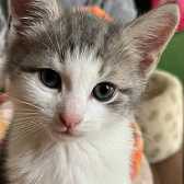 Billy, from Caring Animal Rescue, Stafford, homed through Cat Chat