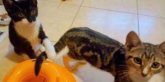 Sibling kittens, from Caring Animal Rescue, Stafford, homed through Cat Chat