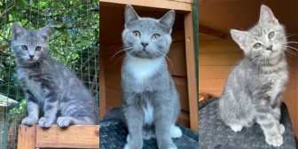 Baloo, Floyd & Oaklee, from Cats Friends, Rothwell, homed through Cat Chat
