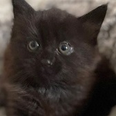 Betsy from Caring Animal Rescue, homed through Cat Chat