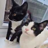 Salt & Pepper, from Caring Animal Rescue, Stafford, homed through Cat Chat