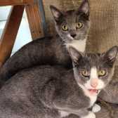 Snoop & Jelly, from Maesteg Animal Welfare Society, Bridgend, homed through Cat Chat