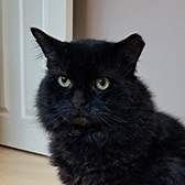 Bruce, from Slough Cats & Kittens, Slough homed through Cat Chat
