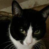 Norman from A5 Grendon Cat Shelter, homed through Cat Chat
