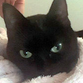Poppy, from Feline Rescue, Luton, homed through Cat Chat