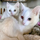 Rachel & Sally, from Feline Friends Rescue, Lincoln, homed through Cat Chat