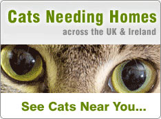 Cats for Adoption UK and Ireland