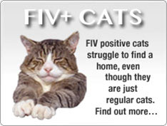 Adopt an FIV positive Cat