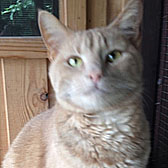 ginger alfie cat homed nottingham