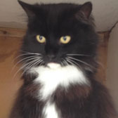 black and white cat homed nottingham