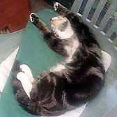 max, tabby cat homed brighton