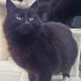 black cat homed from maesteg animal welfare society