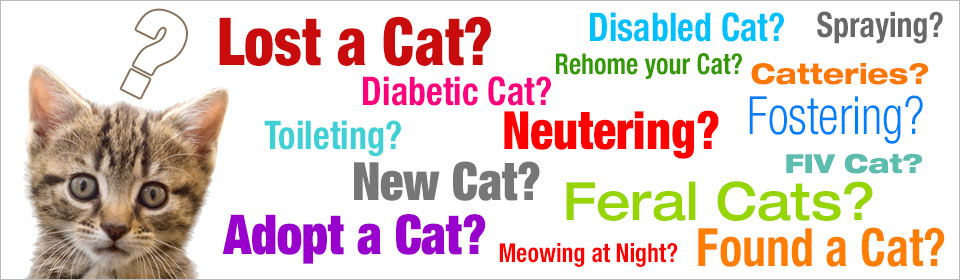 Cat Related Query? Need Advice about your Cat? - Cat Chat