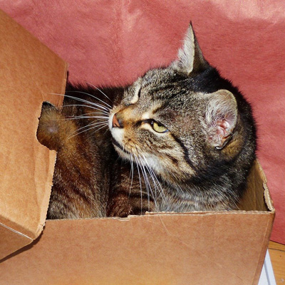 cat in box