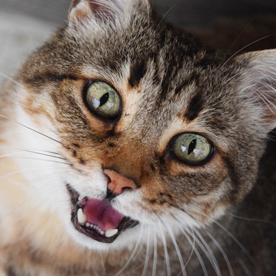 Does your Cat Meow at Night? Causes and Solutions - Cat Chat