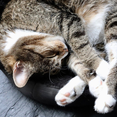 cat sleeping