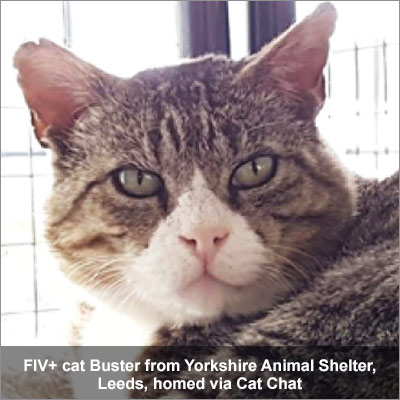 FIV cat Buster homed via Cat Chat