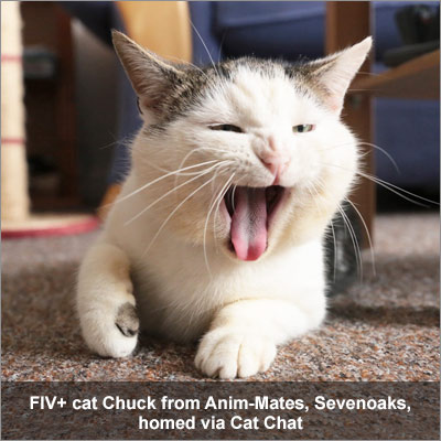 FIV Cat Maurice homed via Cat Chat