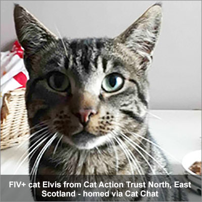 FIV cat Elvis homed via Cat Chat