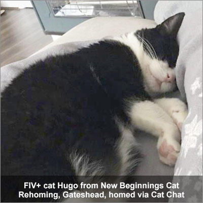 FIV cat Hugo homed via Cat Chat