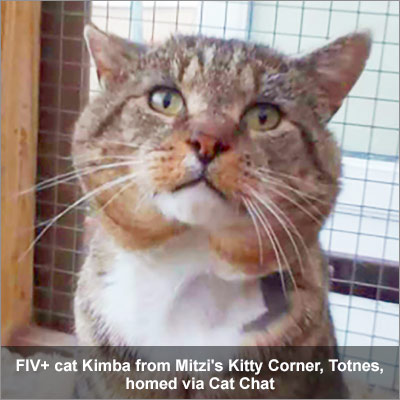 FIV cat Kimba homed via Cat Chat