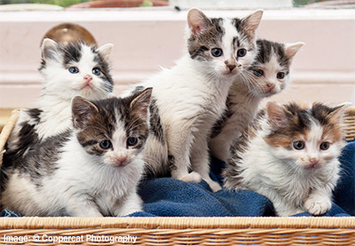 A basket full of kittens