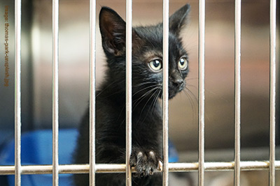 kitten in rescue pen