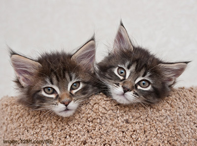 A pair of pedigree kittens